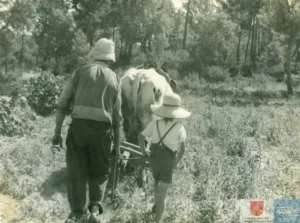 Ingrés de fotografies relatives al tren de sant feliu a girona, una nevada al paratge de Bujonis i tasques agrícoles en un camp del mateix sector